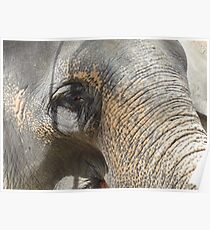 Elephant Poster