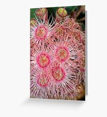 Eucalyptus Flower Greeting Card