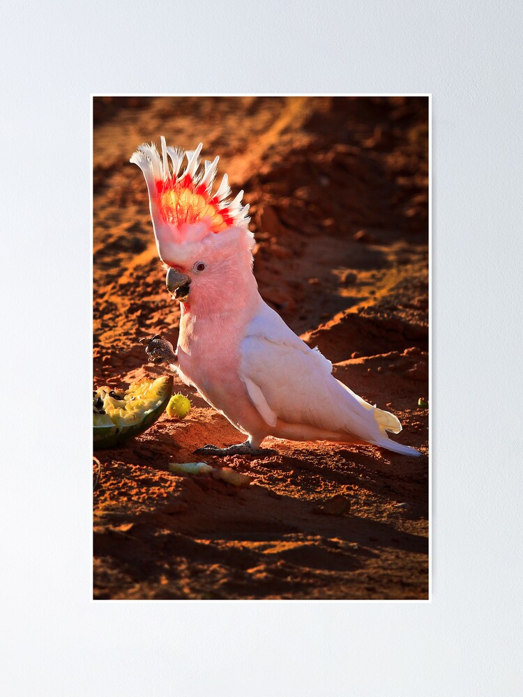 Major Mitchell Cockatoo Poster By Oldrooz Redbubble