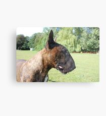 Kenny Bull Terrier Metal Print