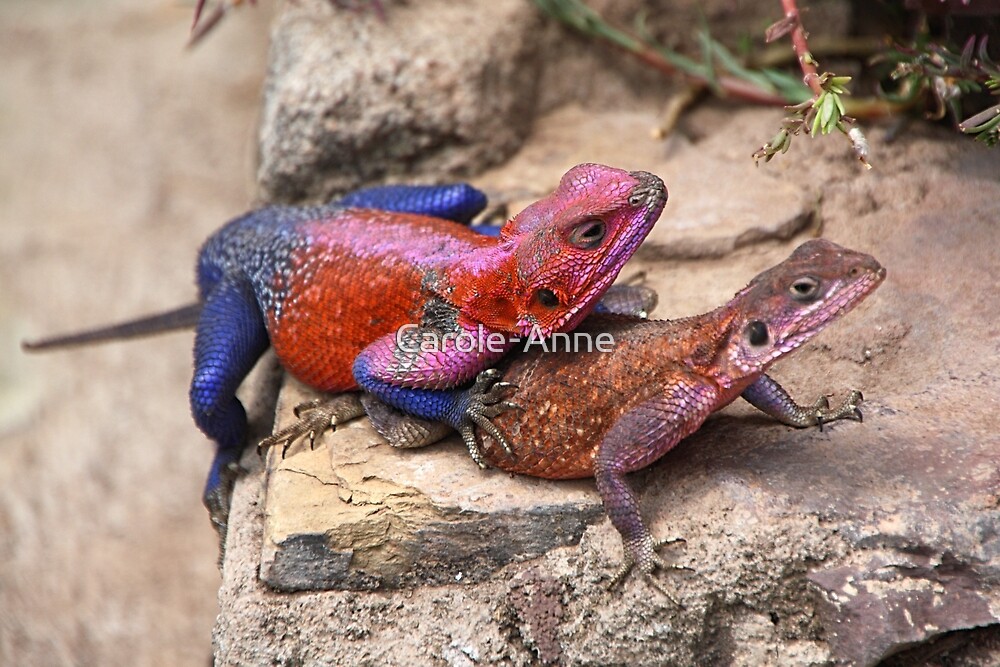 "East African Rainbow Agama Lizards Mating" by CaroleAnne Redbubble