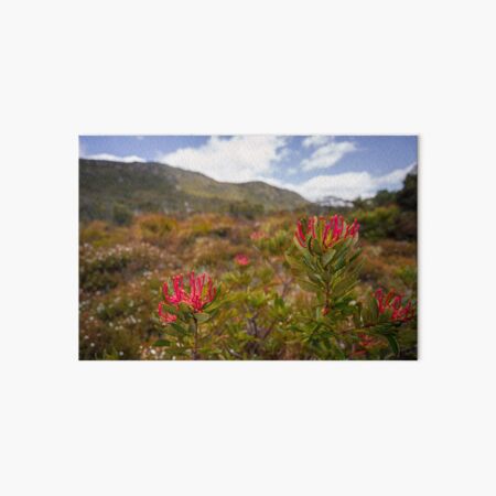 Tasmanian Telopea Art Board Print