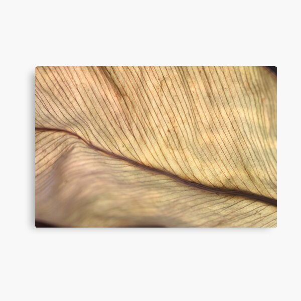 life lines Canvas Print