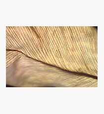 life lines Photographic Print