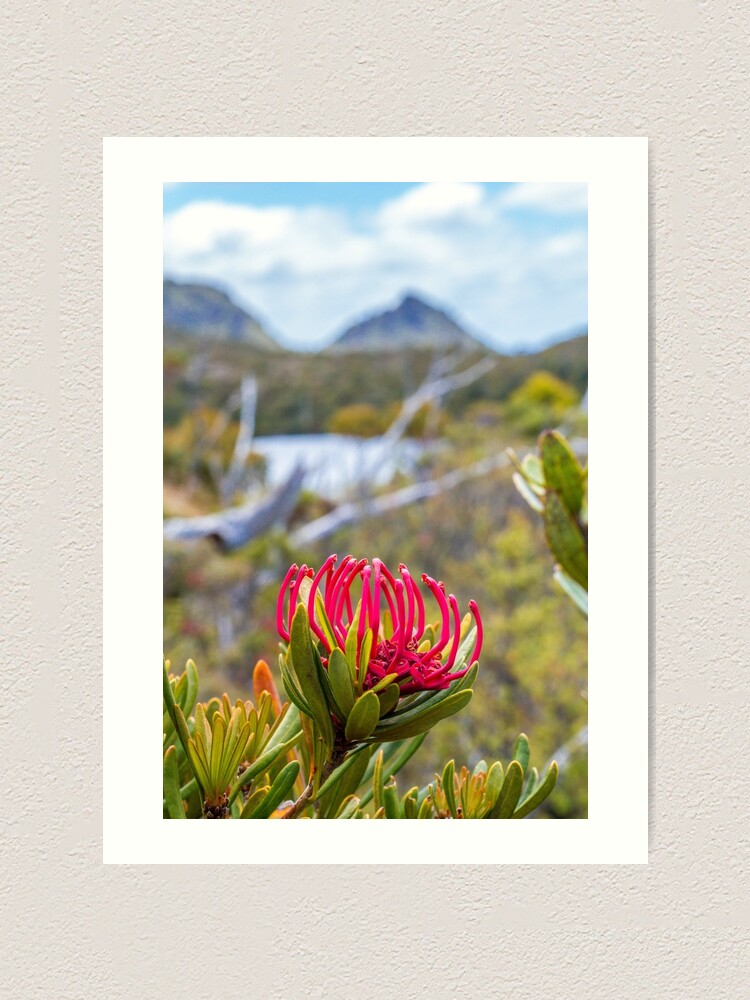 Alternate view of Tasmanian Telopea II Art Print