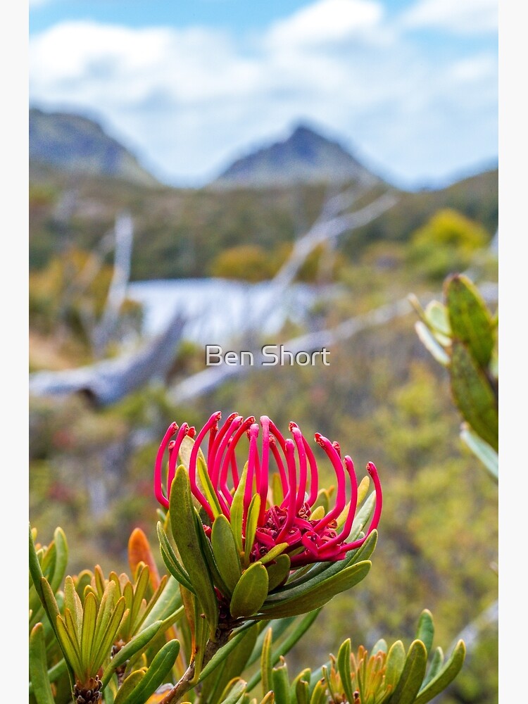 Tasmanian Telopea II by bcshort