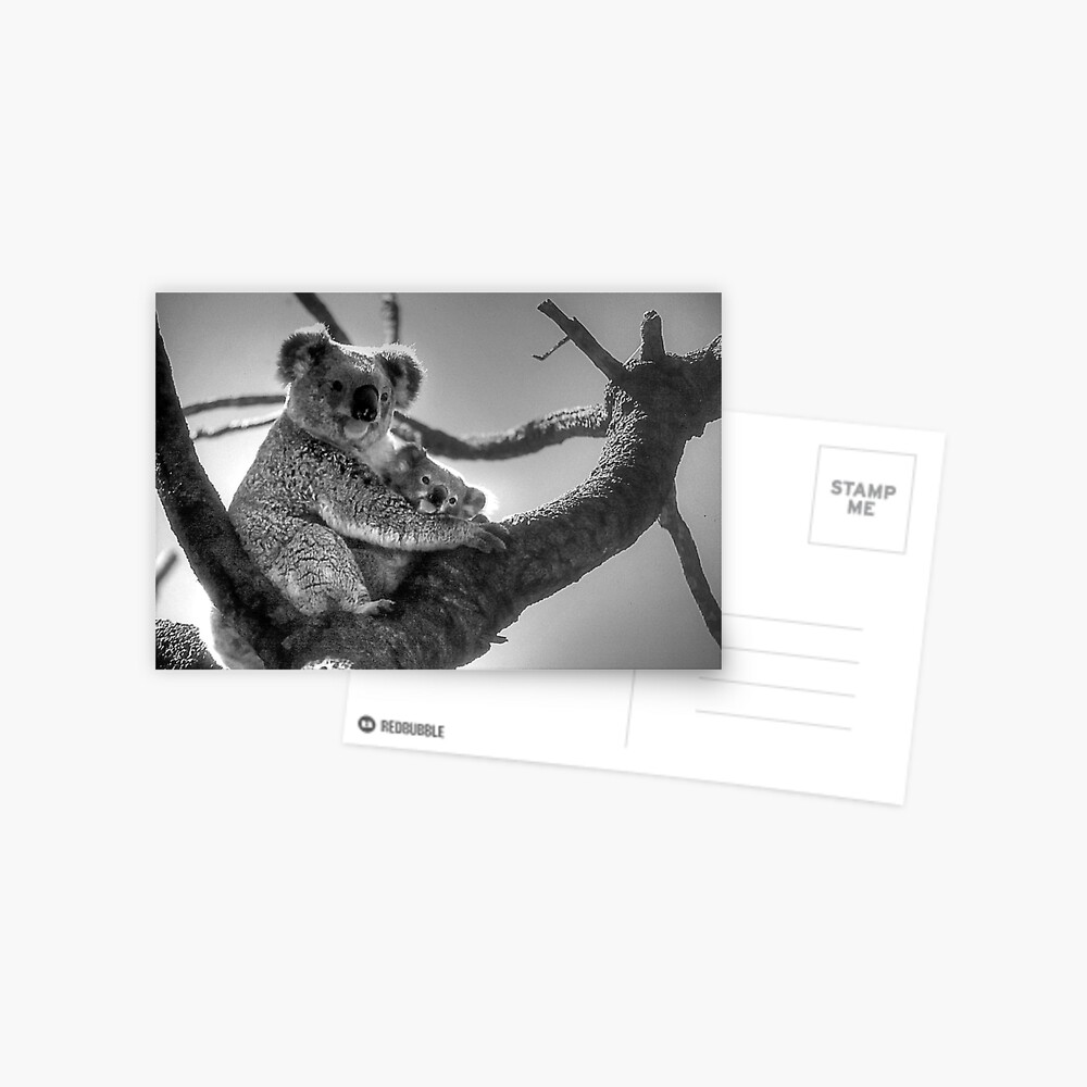 Koala Mum & Baby Postcard