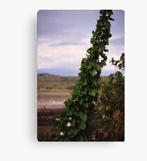 Magic Beans Canvas Print