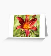 red lilly flower Greeting Card