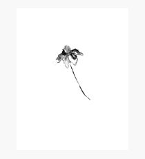Flower Lithograph Print Photographic Print