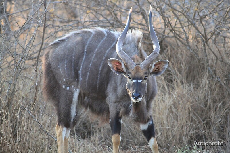  Nyala  bull by Antionette Redbubble