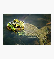 Frog in Water Photographic Print