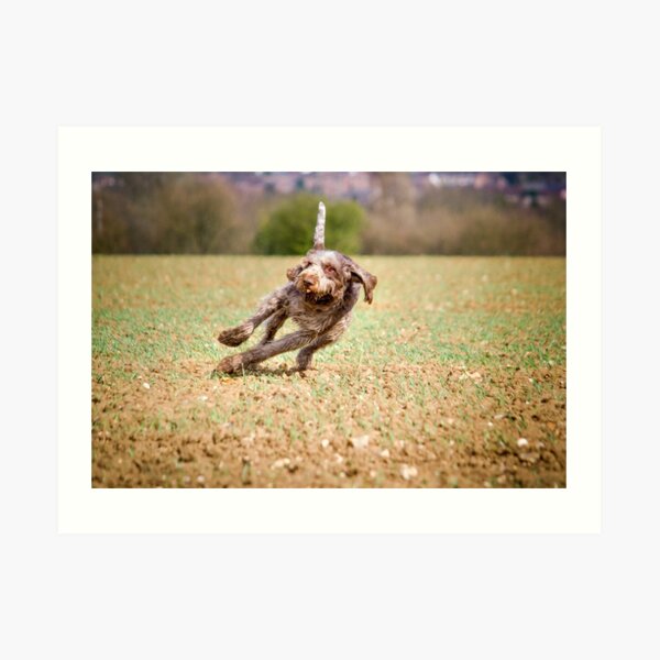 Leaning into the wind Spinone Art Print