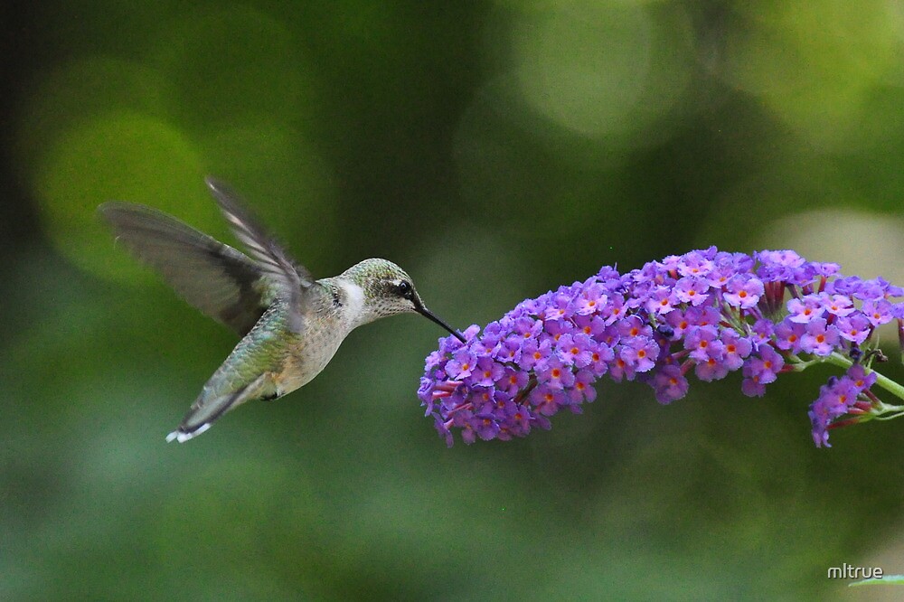 "Hummingbird on butterfly bush" by mltrue Redbubble