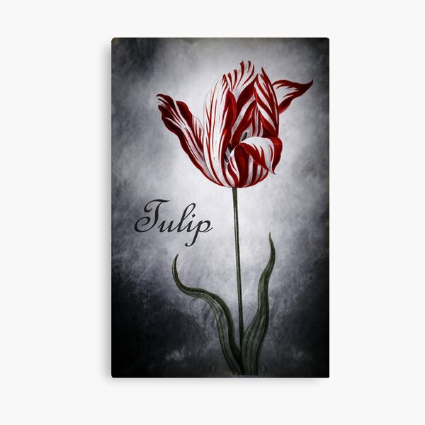 Vintage Tulip Canvas Print