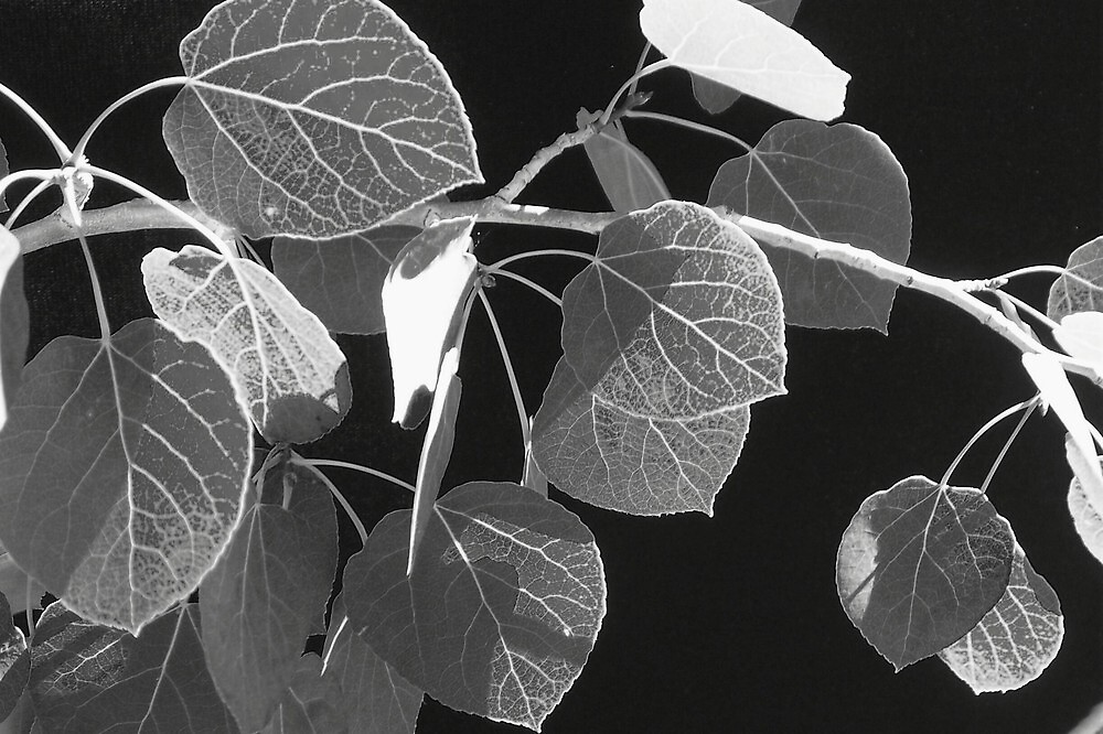 "Aspen Leaves in Black & White" by jerryannjinnett | Redbubble