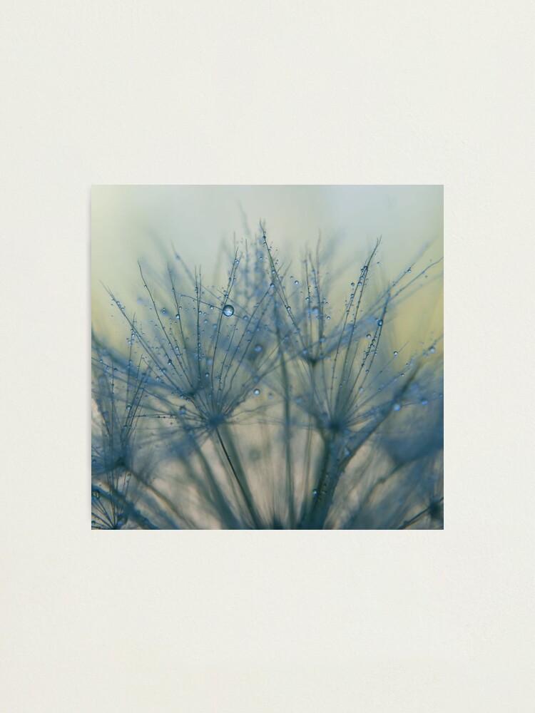 Alternate view of morning blues Photographic Print