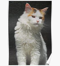 Screen Cat Poster