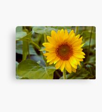 Sunflower Macro Canvas Print