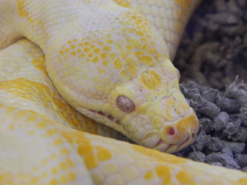 "Albino Darwin Carpet Python (Morelia Spilota Variegata)" By ...