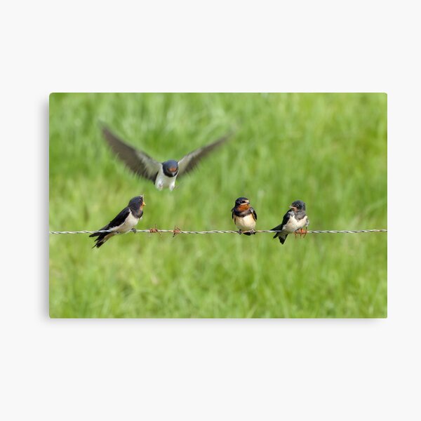 Swallows Canvas Print
