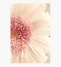 Pink Photographic Print