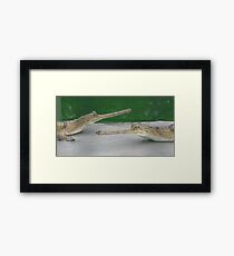 Gharials Framed Print