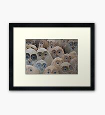 "Twit T Who Who Who?" Framed Print