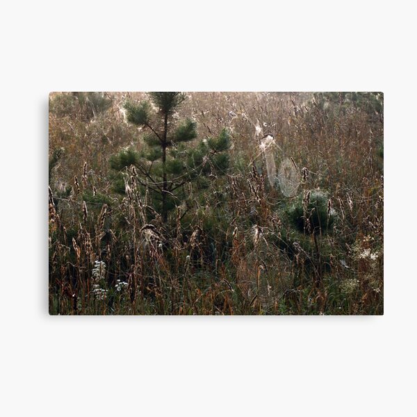 Grassland in spider webs or Spiderland Canvas Print