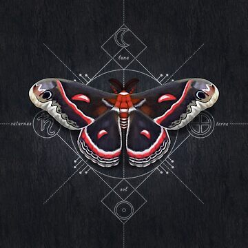 Cecropia Moth Sticker – TeaToucan