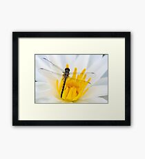 Combo Framed Print