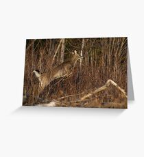 Maine Whitetail Greeting Card