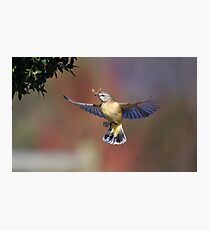 Yellow Rumped Thornbill Photographic Print
