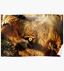 Etosha Poster