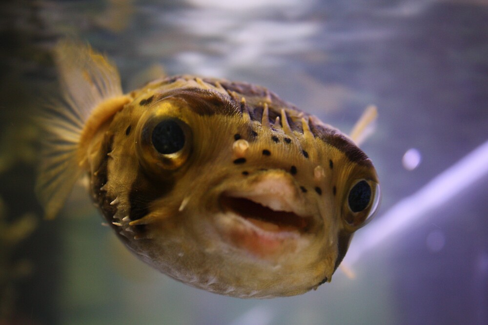 Pusle Fish