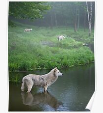 Three weary wolves Poster