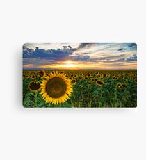 Sunflowers Of Golden Hour Canvas Print