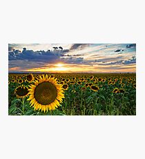 Sunflowers Of Golden Hour Photographic Print