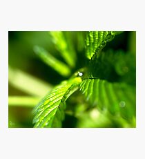 drops Photographic Print