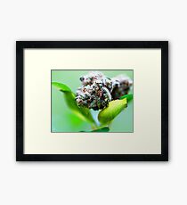 Untitled Framed Print
