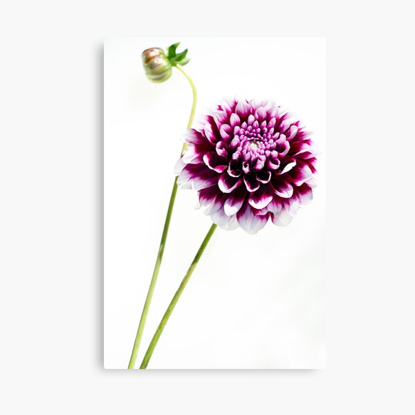 Dahlia Canvas Print