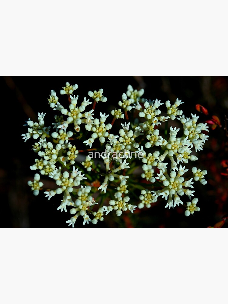 Conospermum taxifolium by andrachne