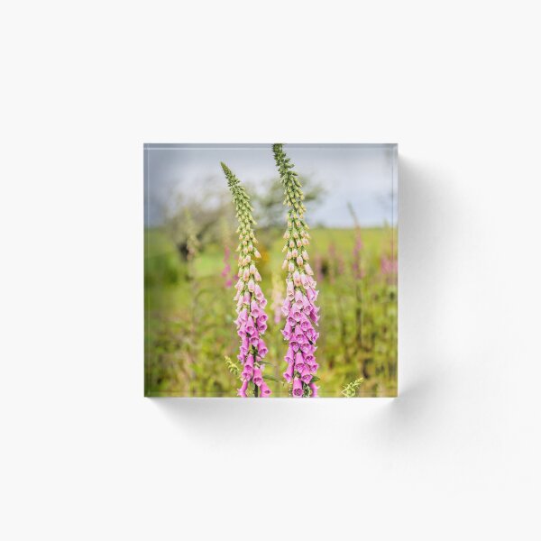 Young Foxglove Flowers Acrylic Block