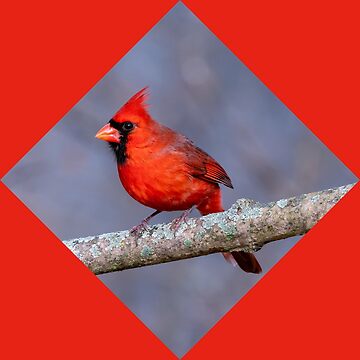 cardinal bird mask