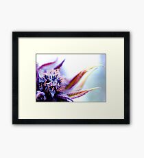 Untitled Framed Print
