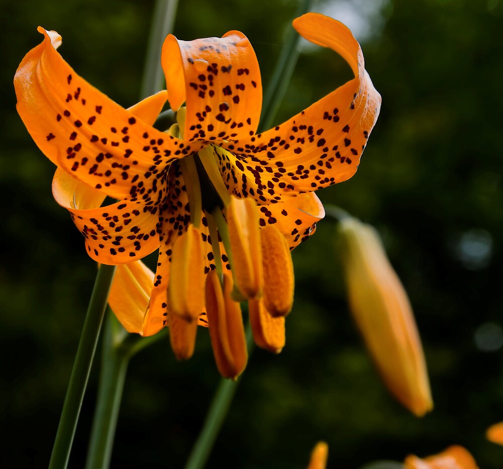 "Wild Tiger Lily" by Charles & Patricia Harkins Picture Oregon