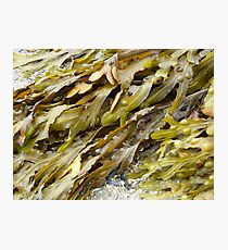 Seaweed.......pure and simple. Photographic Print