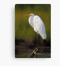 Great Egret Canvas Print