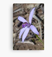 Silky Blue Orchid Canvas Print