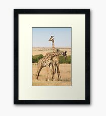 Maasai Giraffes. Males Necking. #3. Maasai Mara, Kenya Framed Print